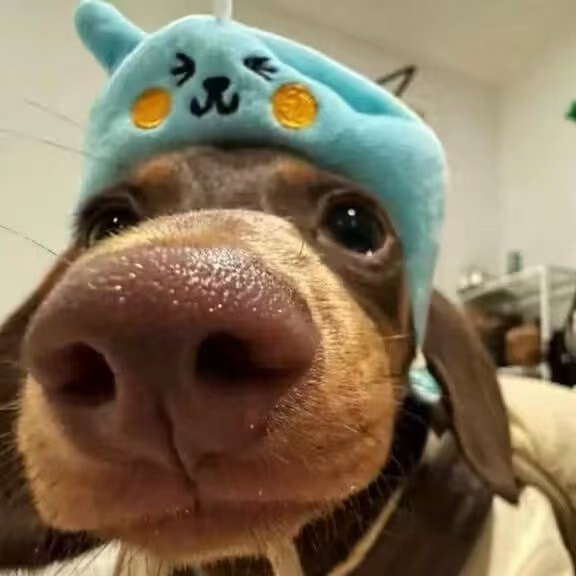 头像